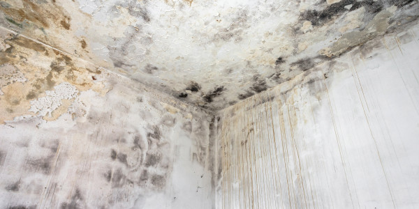 Rehabilitación y Restauración de Fachadas en Alcalá de Henares · Pintura Antihumedad / Antimoho para Humedades / Moho
